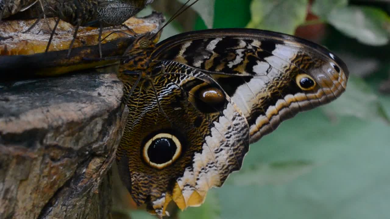 farfalla
