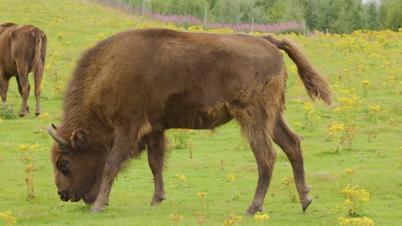 Un bisonte pascola tranquillamente su erba verde lussureggiante e fiori selvatici in un campo montano illuminato dal sole, con un leggero movimento della telecamera e luce naturale.
