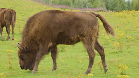 a bison calmly grazes on lush green grass and wildflowers in a sunlit highland field, with gentle camera movement and natural daylight