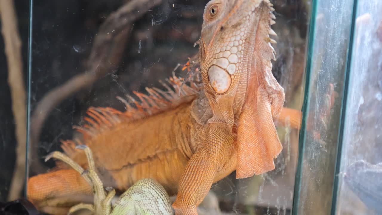 A golden iguana moves around its glass enclosure, showcasing curiosity and interaction with its environment
