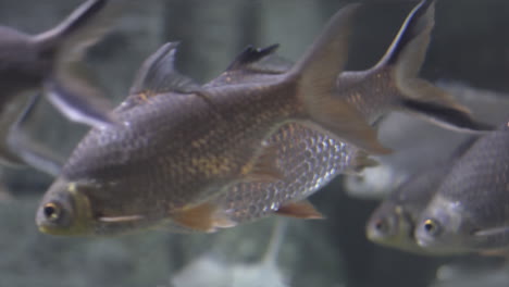 School-of-Large-silver-fish-slowly-and-calmly-swimming-and-floating-still-in-an-aquarium