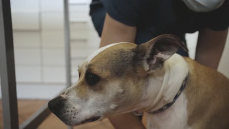 dog in veterinary clinic