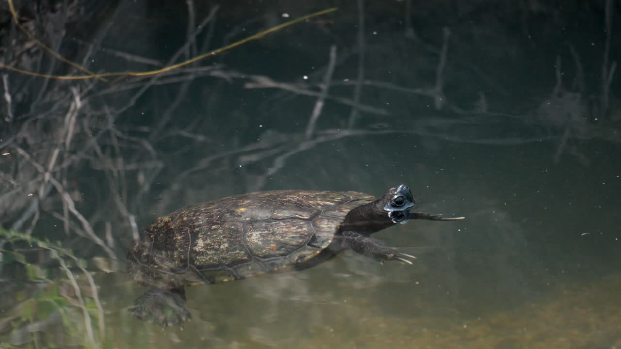 Freshwater Japanese Pond Turtle Floating in a Stream with His Head Out of Water, Seoul, South Korea