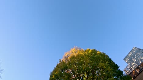 tree swaying in the breeze on campus