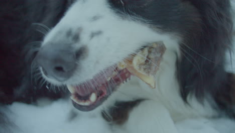 close up shot of an australian shepherd chewing a dog bone outside in the garden