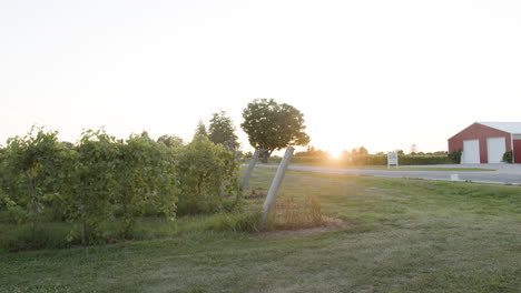 Einspielung-Eines-Weinbergs-Mit-Weinreben-Und-Grünen-Trauben