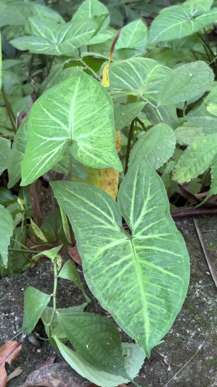 Close-up de planta singônio verde crescendo ao ar livre