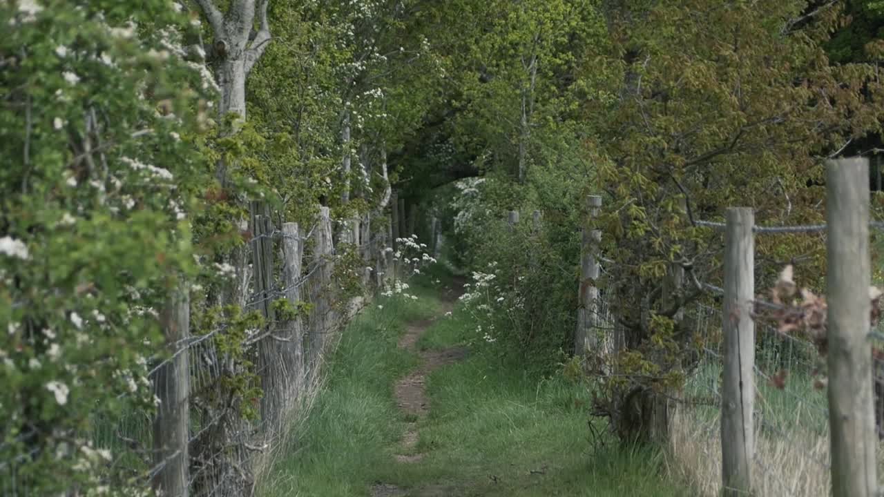 A pathway through nature. Not knowing where it goes. Handheld