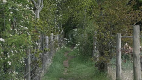 a pathway through nature. not knowing where it goes. handheld