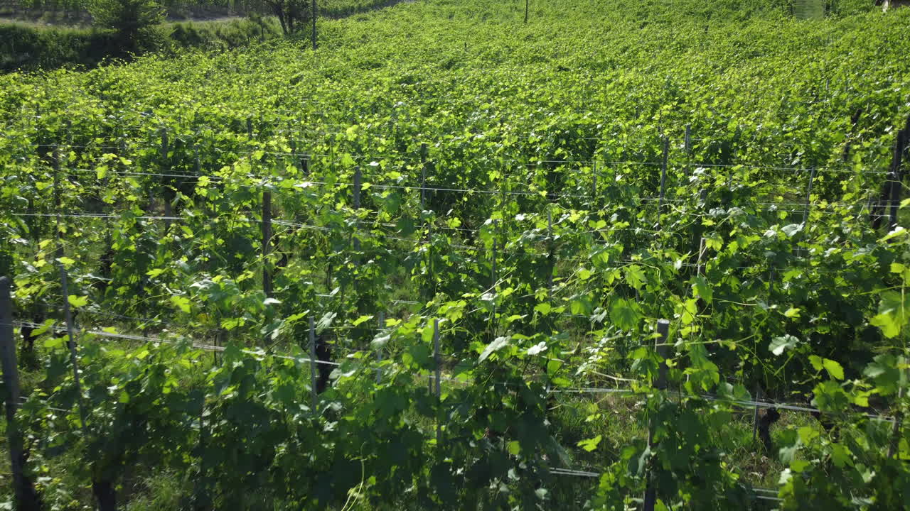 cultivo de viñedos, producción de vino en el campo en barolo, langhe