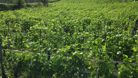 vineyards farming cultivation, wine production in countryside in barolo, langhe