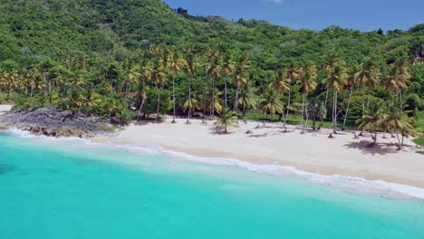 aerial backwards shot of empty sandy beach with palm trees and turquoise colored water of caribbean sea - playa colorada, samana - drone establishing flight