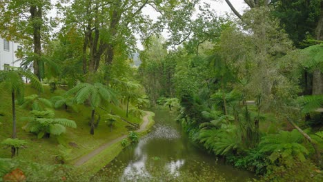 enchanting river at terra nostra park, são miguel, azores, push in reveal