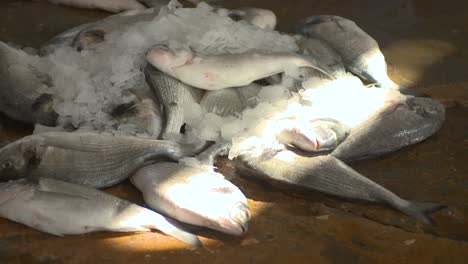 close up of the sun hitting a pile of fresh fish laying on the wet ground