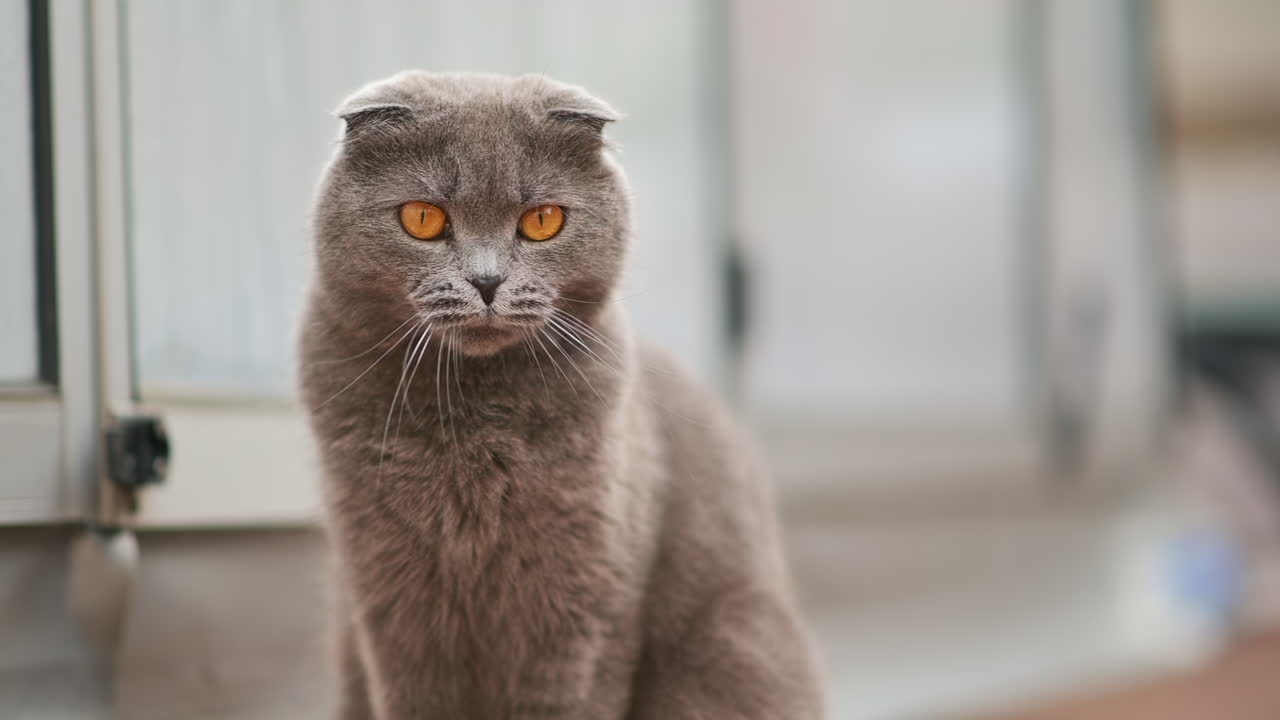 Un gatto grigio con gli occhi color ambra miagola vicino a una finestra, mostrando un comportamento espressivo e giocoso