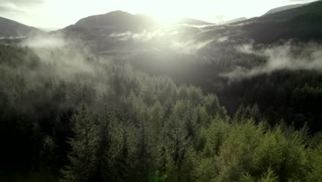 aerial drone footage slowly emerging from the canopy of conifer trees as low hanging cloud hugs the tree tops and the sun sets in autumn behind mountains on the horizon