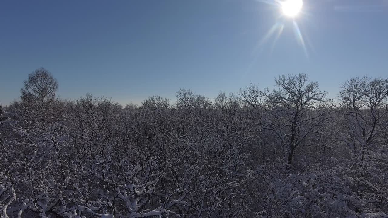 눈 속의 비행 겨울 숲