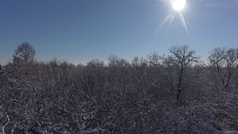 vuelo bosque de invierno en la nieve