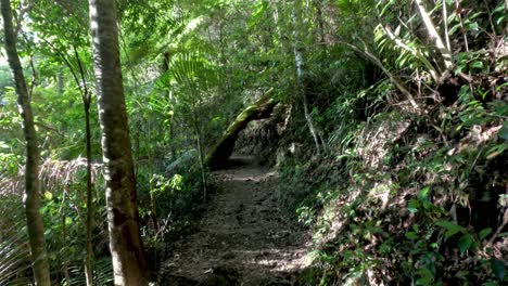 un sendero sereno en el bosque de springbrook, qld
