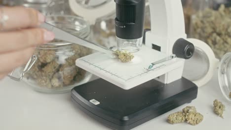 microscopic cannabis analysis