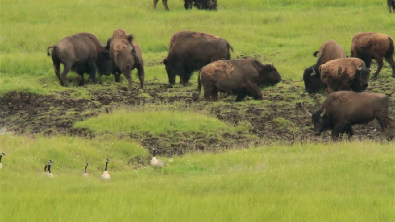 버팔로는 옐로스톤 국립공원에서 먼 곳에서 풀을 뜯고 있다