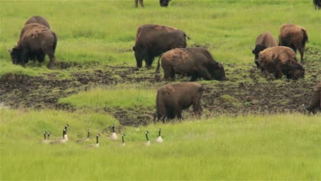 Buffalo-graze-and-butt-heads-in-the-distance-in-Yellowstone-National-park