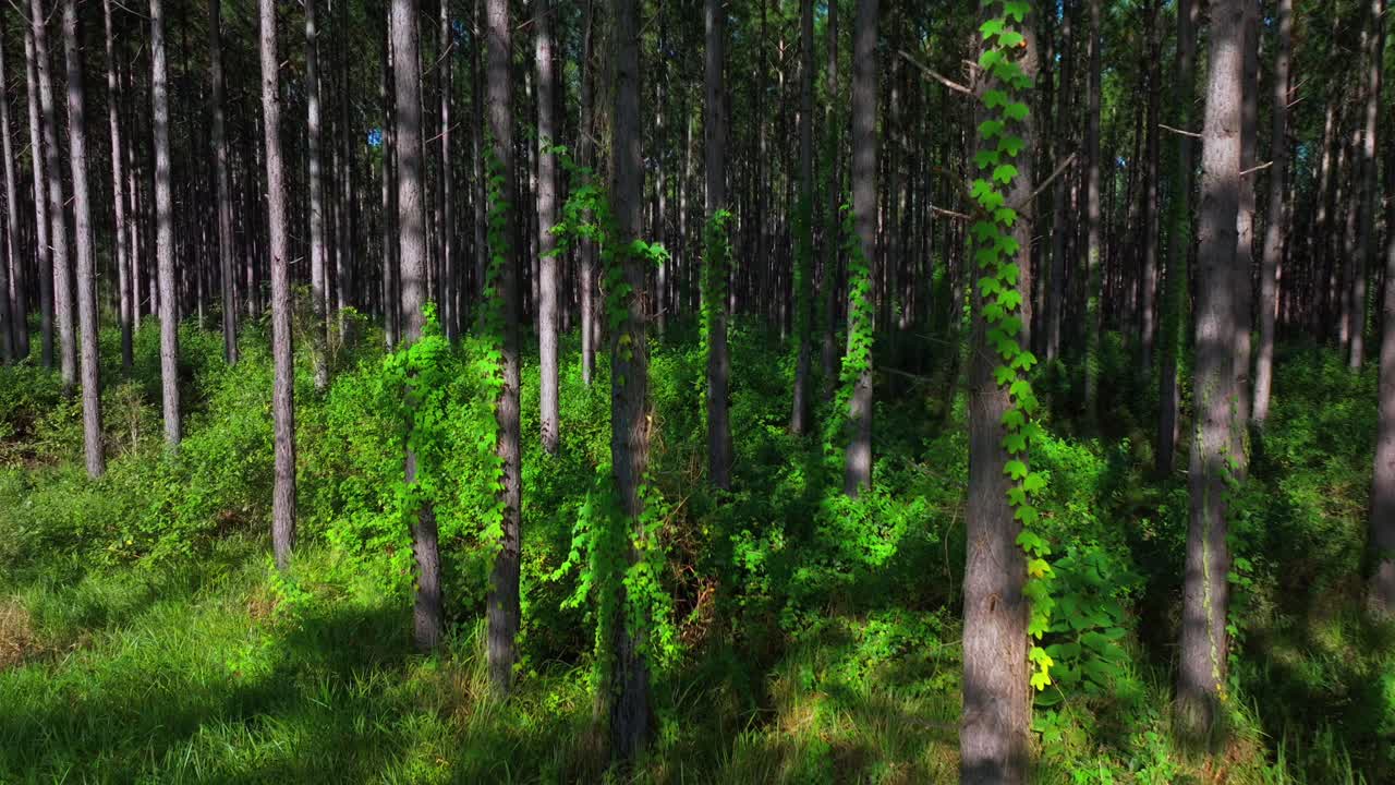 Sunny summer Glass House Mountains forest Sunshine Coast Queensland QLD Australia aerial drone Lutton Beerburrum Peachester State bush Tower Hill Gum Eucalyptus Para Rubber Trees forwards slow motion