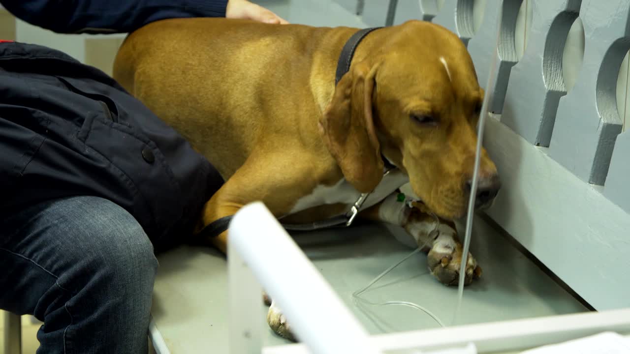 클리닉의 수의사에서 카테터를 가진 개