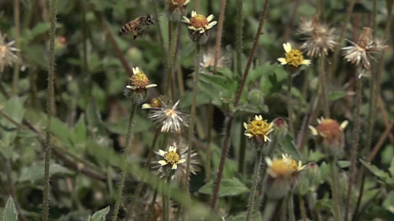 A bee flying near some white flowers