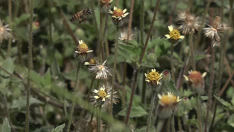 a bee flying near some white flowers