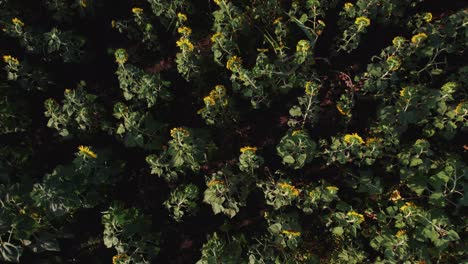 Granja-De-Girasoles-Durante-La-Puesta-De-Sol-Con-Exuberantes-Hojas-Verdes-En-Una-Granja-En-África