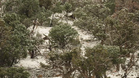 pov hunter looking at deer prey in snowy pine forest in colorado