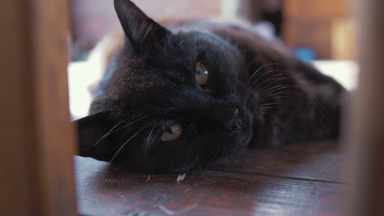 Black cat meows adorable looking at camera