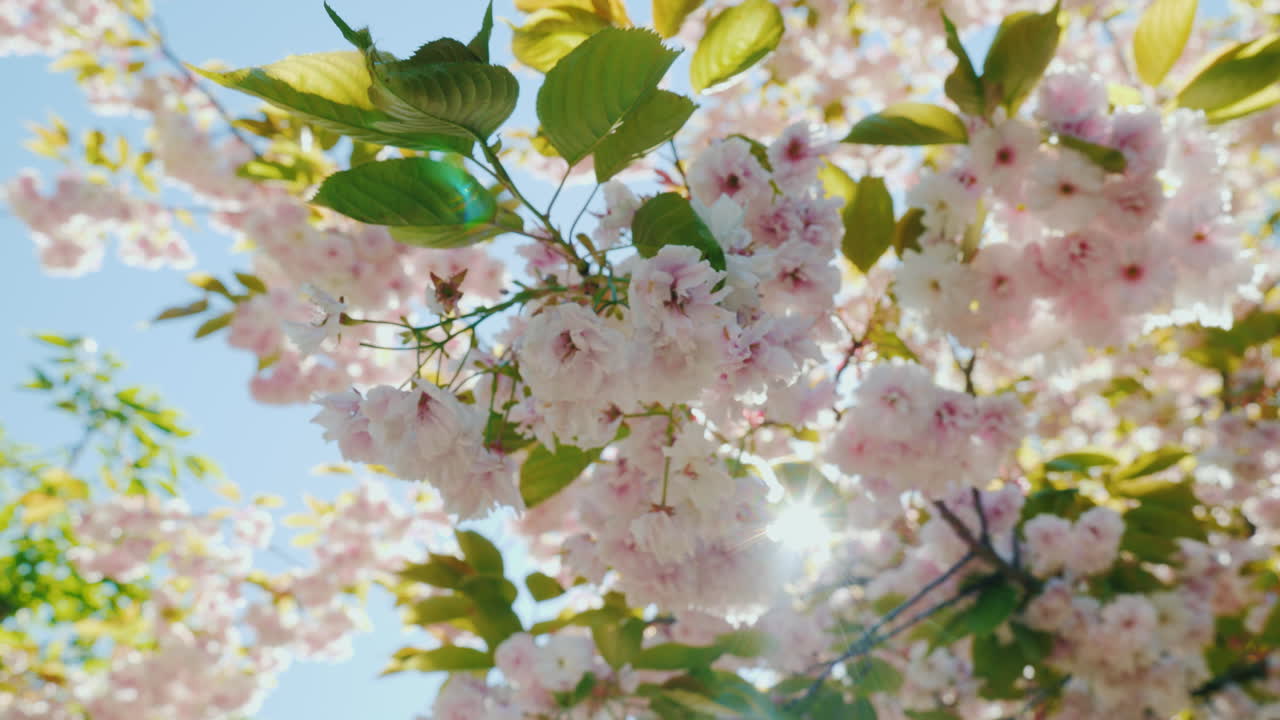 꽃을 통해 빛나는 태양 광선