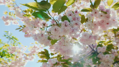 sonnenstrahlen, die durch die blüte scheinen