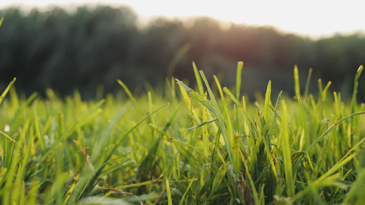 A stunning closeup of lush green grass glistening beautifully in the warm sunlight, showcasing natures true beauty