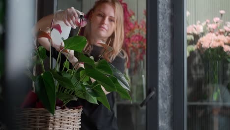 florist watering anthurium plant