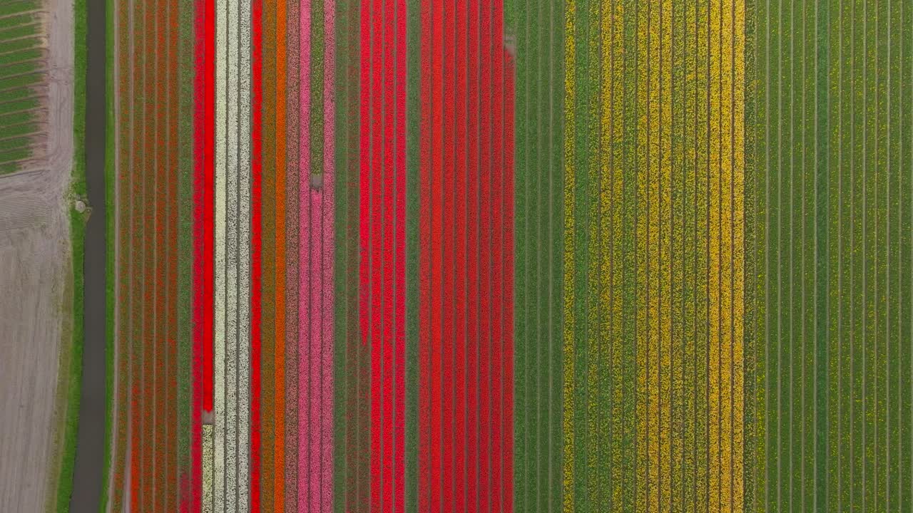 Top down aerial of field of colorful tulip flowers in the Netherlands
