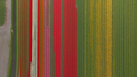 top down aerial of field of colorful tulip flowers in the netherlands