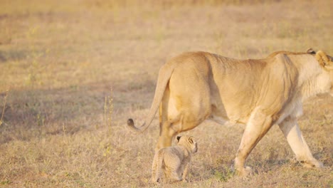 Cute-lion-cub-trotting-close-to-its-lioness-mother-in-african-savannah