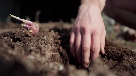 person planting root crops on cultivated soil during sunny day