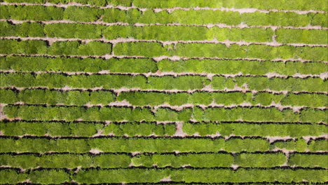 Traditional-yerba-mate-agriculture-in-Argentina:-aerial-view-of-mate-fields