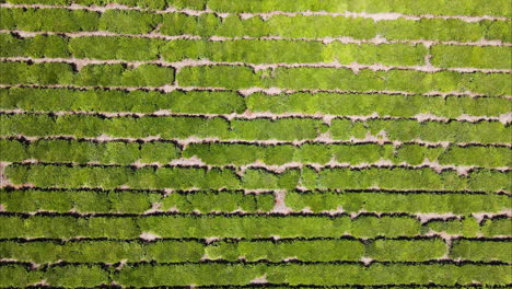 agricultura tradicional de yerba mate en argentina: vista aérea de los campos de mate