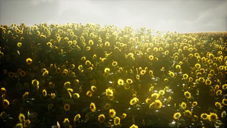 beautiful sunflowers and clouds in a texas sunset
