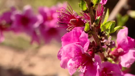 pink peach blossoms in spring