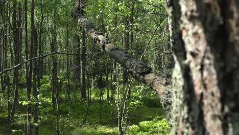 gorgeous closeup or close up footage gliding down besides a large old tree bark that has instects and lichen on it during a summer sunny day with green forest bokeh blurry background. focus changing.