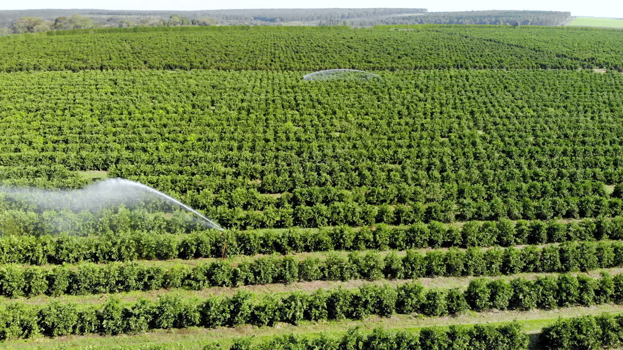 riego en plantaciones de naranjas en un día soleado en brasil