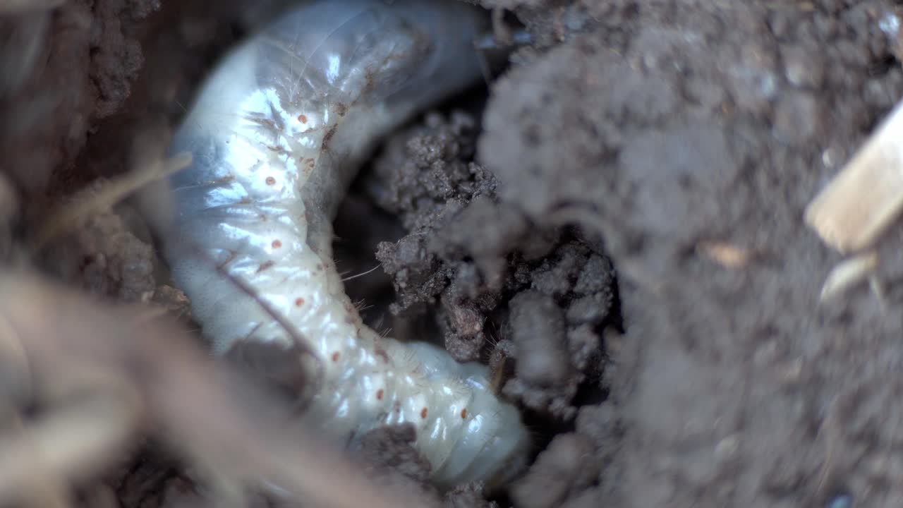 A bull bug (Diloboderus abderus) nesting on garden soil
