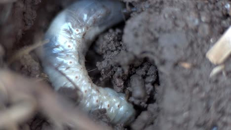 a bull bug (diloboderus abderus) nesting on garden soil