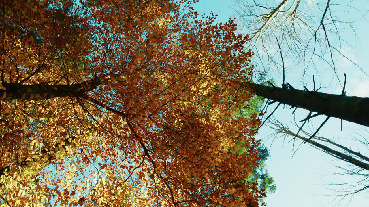 Autumn Fall Leaves on Trees Crowns and Blue Sky in the Italian Mountains